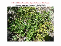 AtlasFlora 4 211 Quercus coccifera