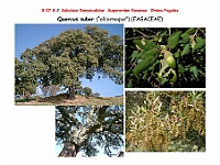 AtlasFlora 4 212 Quercus suber
