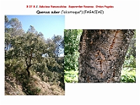 AtlasFlora 4 213 Quercus suber