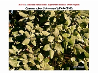 AtlasFlora 4 214 Quercus suber