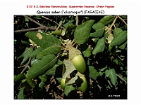 AtlasFlora 4 215 Quercus suber