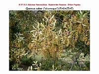 AtlasFlora 4 216 Quercus suber