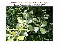 AtlasFlora 4 217 Quercus faginea