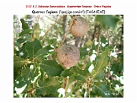 AtlasFlora 4 218 Quercus faginea