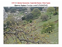 AtlasFlora 4 219 Quercus faginea