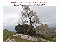 AtlasFlora 4 220 Quercus faginea