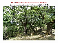AtlasFlora 4 221 Quercus canariensis