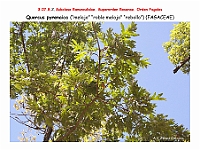 AtlasFlora 4 222 Quercus pyrenaica