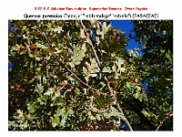 AtlasFlora 4 223 Quercus pyrenaica