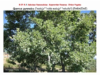 AtlasFlora 4 224 Quercus pyrenaica