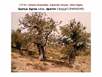 AtlasFlora 4 226 Quercus faginea subsp alpestris