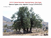 AtlasFlora 4 227 Quercus faginea subsp alpestris