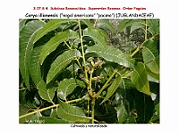 AtlasFlora 4 232 Carya illionensis