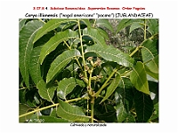 AtlasFlora 4 232 Carya illionensis