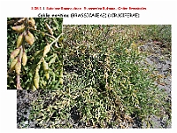 AtlasFlora 4 235 Cakile maritima-1