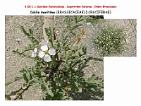 AtlasFlora 4 235 Cakile maritima