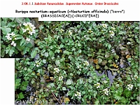 AtlasFlora 4 237 Rorippa nasturtium-aquaticum
