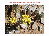 AtlasFlora 4 240 Alyssum sp