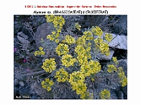 AtlasFlora 4 241 Alyssum sp