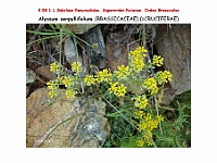 AtlasFlora 4 242 Alyssum serpillifolium