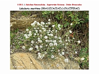 AtlasFlora 4 243 Lobularia maritima