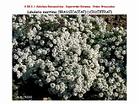 AtlasFlora 4 245 Lobularia maritima
