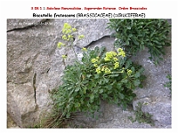 AtlasFlora 4 250-1 Biscutella frutescens