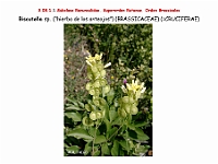 AtlasFlora 4 250 Biscutella sp