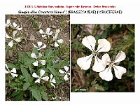 AtlasFlora 4 256 Sinapis alba