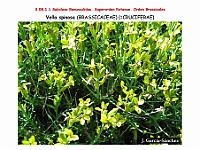 AtlasFlora 4 258 Vella spinosa
