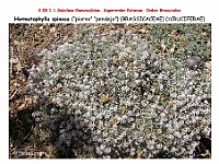 AtlasFlora 4 259-1 Hormatophylla spinosa