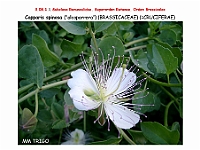AtlasFlora 4 261 Capparis spinosa