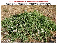 AtlasFlora 4 262-1 Capparis spinosa
