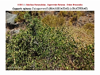 AtlasFlora 4 262 Capparis spinosa