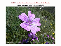 AtlasFlora 4 266 Malva cretica