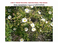 AtlasFlora 4 273 Cistus monspeliensis