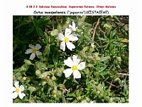 AtlasFlora 4 274 Cistus monspeliensis