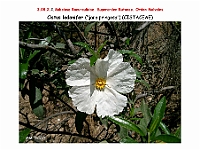 AtlasFlora 4 275 Cistus ladanifer