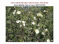 AtlasFlora 4 276 Cistus ladanifer