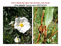 AtlasFlora 4 277 Cistus ladanifer