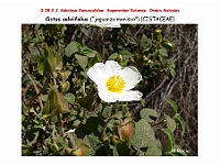 AtlasFlora 4 279 Cistus salviifolius