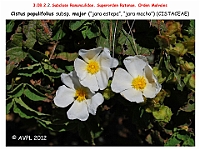 AtlasFlora 4 282-1 Cistus populifolius subsp major