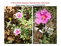 AtlasFlora 4 284 Cistus crispus