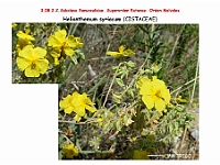 AtlasFlora 4 289 Helianthemum syriacum