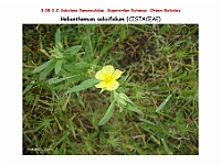 AtlasFlora 4 290 Helianthemum salicifolium