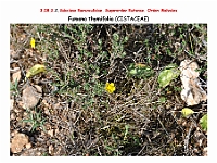 AtlasFlora 4 292 Fumana thymifolia