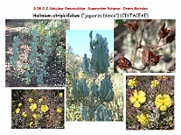 AtlasFlora 4 293 Halimium atripicifolium