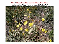 AtlasFlora 4 294 Halimium atripicifolium