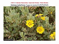 AtlasFlora 4 295-1 Halimium halimifolium