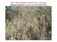 AtlasFlora 4 295 Halimium halimifolium